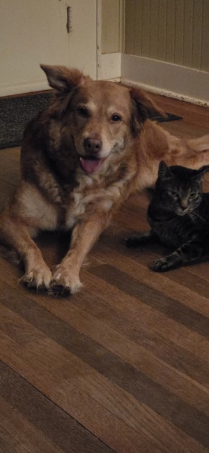 Photo of Ginger