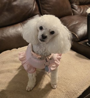 Photo of Pipa