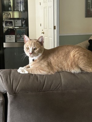 Photo of Neiko