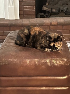 Photo of Priscilla