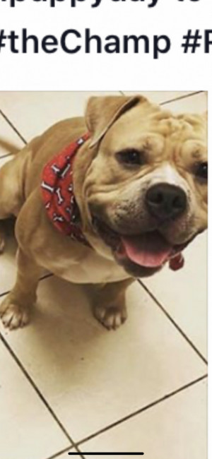 Photo of Rocko Aka ‘Rocko-roo’