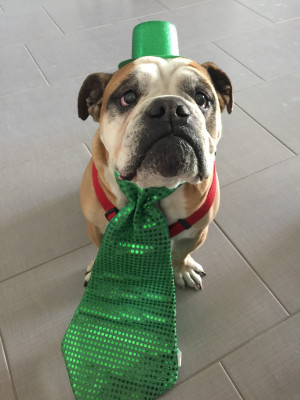 Photo of Sarge