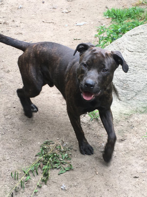 Photo of Sampson 
